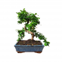 Bonsai carmona