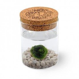 Marimo Original Sughero Leggenda – Singolo (Fondale Bianco)