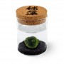 Marimo Original Sughero Ideogramma “Marimo” – Singolo (Fondale Nero)