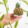 Kokedama Spinoso Haworthia Piattino Bianco