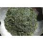 Fukamushi Sencha – Hoshitea