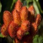 Natura d'Oriente | Semi Di Annatto Bio |Achiote