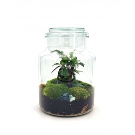 Terrarium con Vaso Ginseng Pot