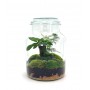 Terrarium con Vaso Ginseng Pot