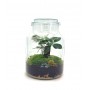 Terrarium con Vaso Ginseng Pot