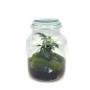 Terrarium con Vaso Ginseng Pot