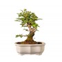 BONSAI ULMUS PARVIFOLIA