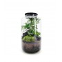 Terrarium chiuso Black Lava