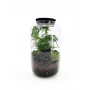 Terrarium chiuso Black Lava