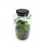 Terrarium chiuso Black Lava