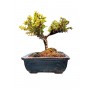 BONSAI DI COTONEASTER HORIZONTALIS (COTOGNASTRO)