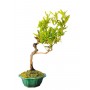 BONSAI DI PUNICA GRANATUM (melograno)