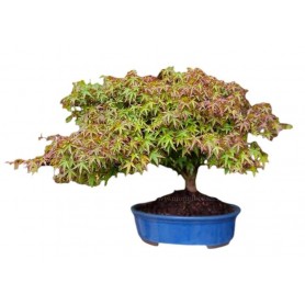 BONSAI DI ACER PALMATUM Kiyohime