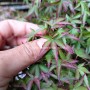 BONSAI DI ACER PALMATUM Kiyohime