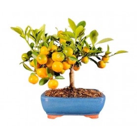 CITRUS MITIS CALAMONDINO (MANDARINO NANO)