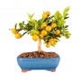 CITRUS MITIS CALAMONDINO (MANDARINO NANO)