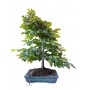 BONSAI DI CARPINUS BETULUS (carpino bianco)