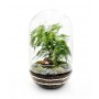 Terrarium chiuso capsule