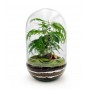 Terrarium chiuso capsule