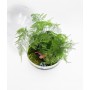 Terrarium chiuso capsule