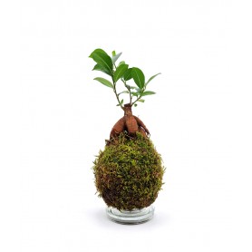 Ficus Ginseng in Kokedama