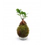 Ficus Ginseng in Kokedama