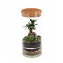 Terrarium CHIUSO FICUS GINSENG