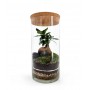 Terrarium CHIUSO FICUS GINSENG