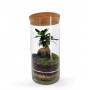 Terrarium CHIUSO FICUS GINSENG