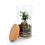 Terrarium CHIUSO FICUS GINSENG