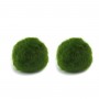 Marimo Set 2 sfuso diametro 2-3 cm