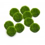 Marimo Set 10 sfuso diametro 2-3 cm